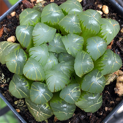Sen Kim Cương Haworthia Cooperi Siêu Khỏe, Thuần Dưỡng