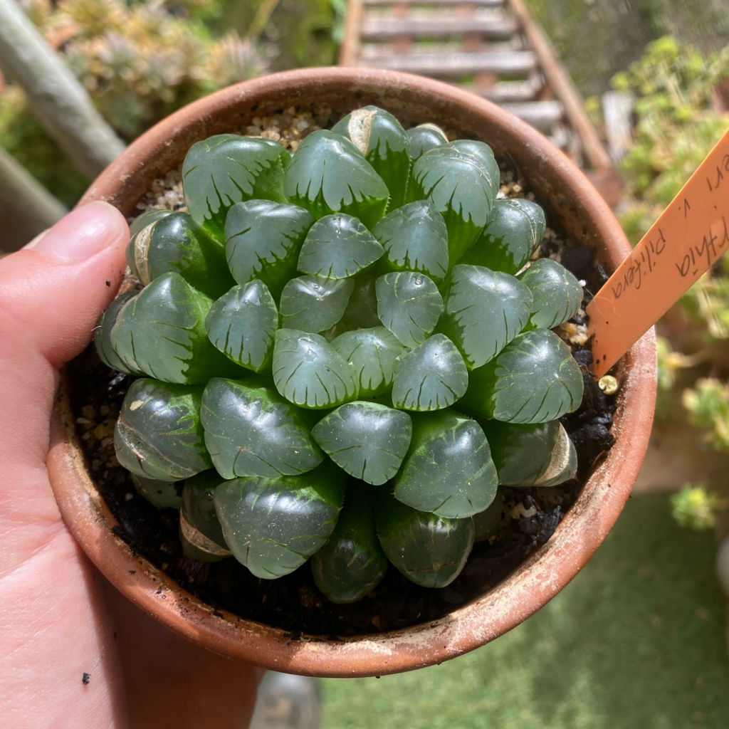 Sen Kim Cương Haworthia Cooperi Siêu Khỏe, Thuần Dưỡng