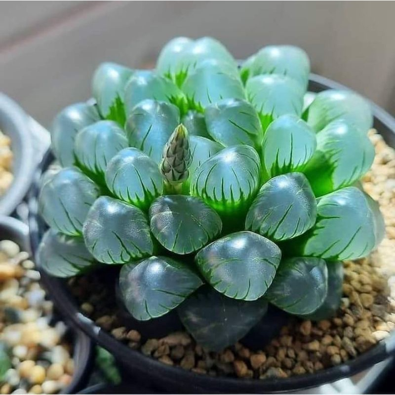 Sen Kim Cương Haworthia Cooperi Siêu Khỏe, Thuần Dưỡng
