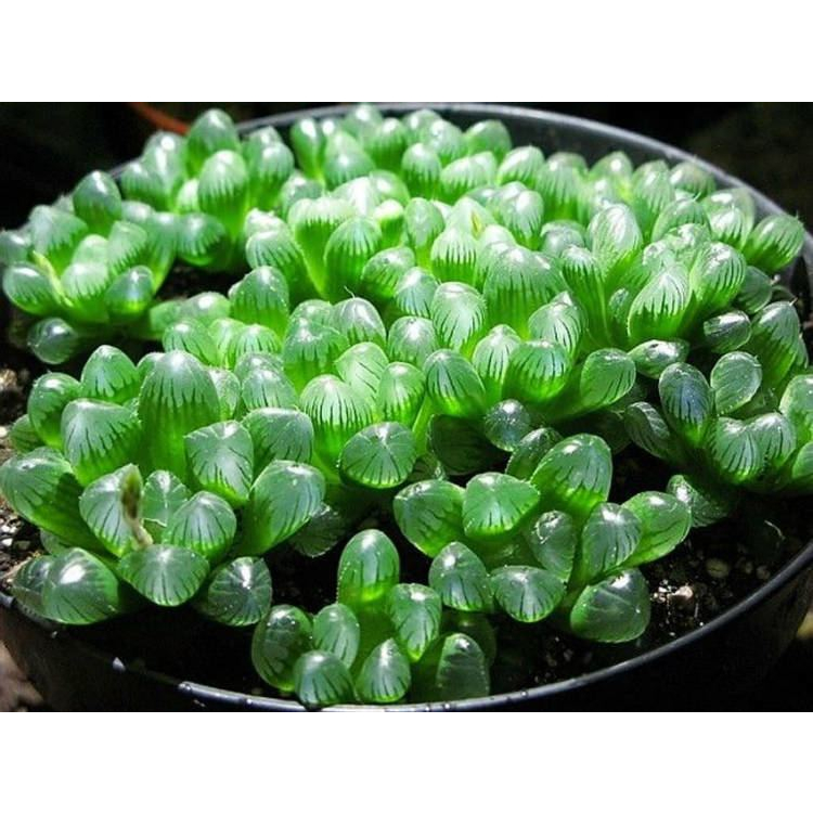Sen Kim Cương Haworthia Cooperi Siêu Khỏe, Thuần Dưỡng