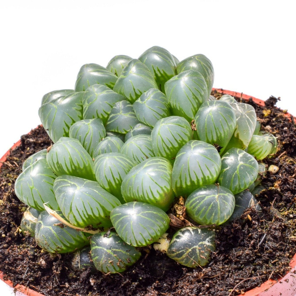 Sen Kim Cương Haworthia Cooperi Siêu Khỏe, Thuần Dưỡng