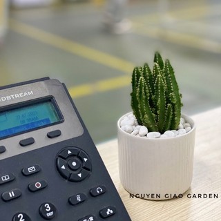 Cây Xương Rồng Thanh Sơn, Xương Rồng Ngọn Núi