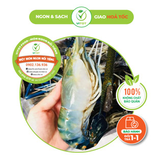 Tôm Càng Xanh Vitot - Tôm Hàng Tuyển Chọn Loại 1, Tôm Vỏ Mỏng Nhiều Gạch, Tôm Hấp, Tôm Nướng Phomai
