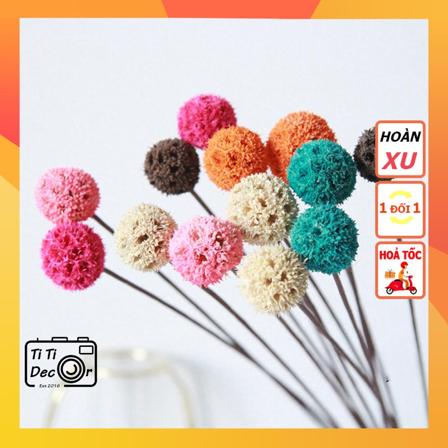 Nhánh Quả Nhong Khô ( 1 Cành ) TiTi Decor, Decor Nghệ Thuật Dành Cho Trang Trí Nhà Cửa, Văn Phòng, Tiệc Tùng