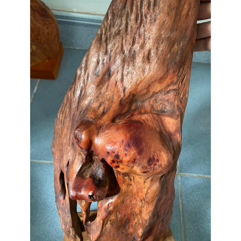 Thác lũa xông trầm