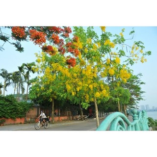 Hạt giống hoa hoàng yến