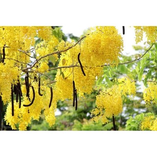 Hạt giống hoa hoàng yến