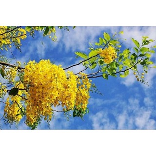 Hạt giống hoa hoàng yến