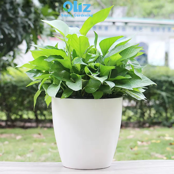 Chậu Cây Để Bàn Oliz H005/H006 - Chậu Trồng Cây Tự Tưới