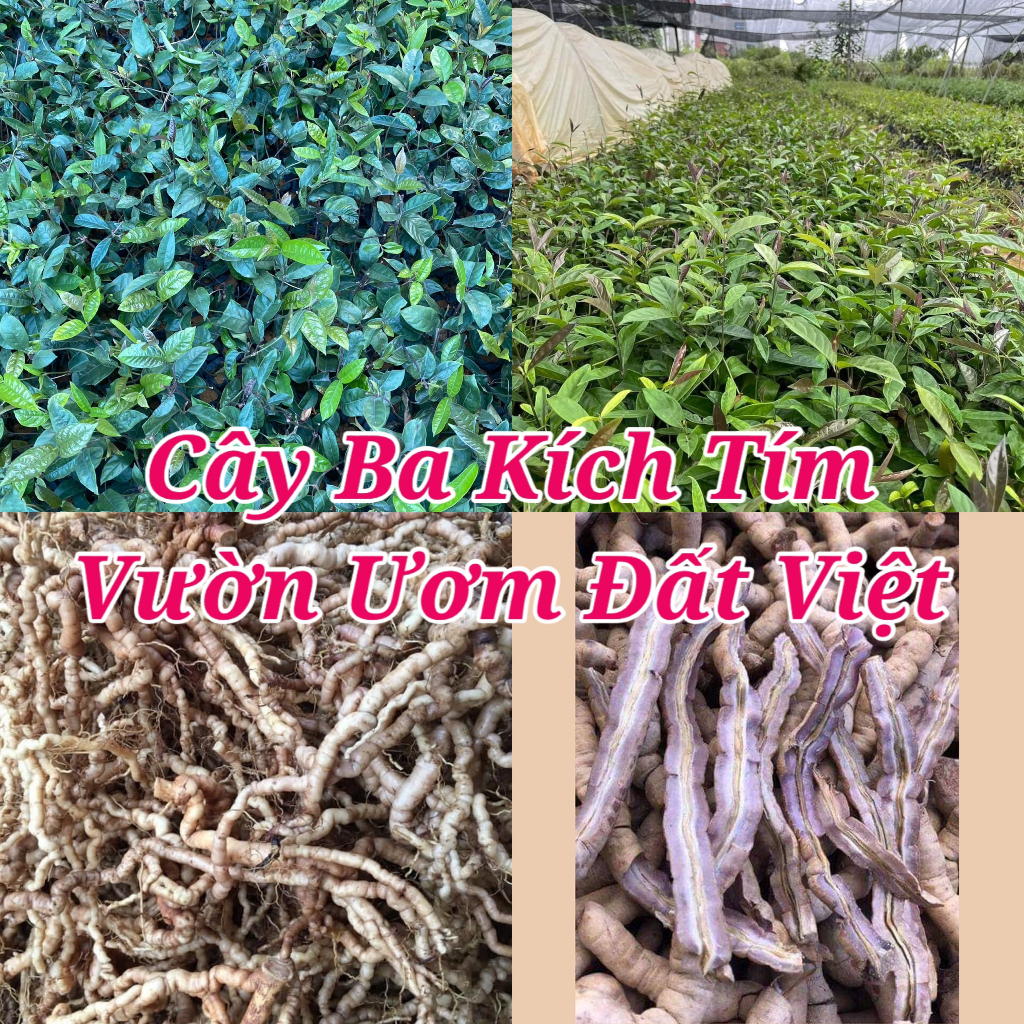 Cây giống ba kích tím ( mua 10 tặng 1 ) #cây_giống #cây_ba_kích