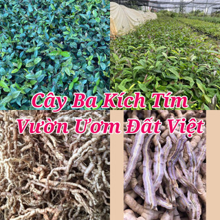 Cây giống ba kích tím #cây_giống #cây_ba_kích