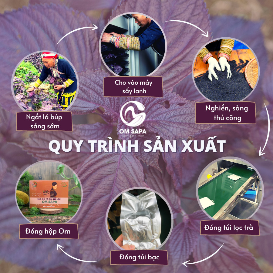 Trà Tía Tô tím Om Sapa nguyên chất Thanh Lọc Cơ Thể, Khỏe Đẹp Da 30 Túi lọc/Hộp