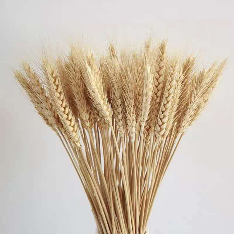 5 Hoa lúa mạch màu tự nhiên- Hoa khô decor trang trí nhà cửa Vingtage