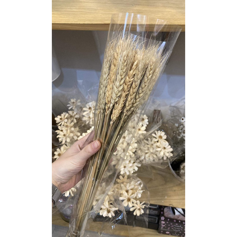 5 Hoa lúa mạch màu tự nhiên- Hoa khô decor trang trí nhà cửa Vingtage
