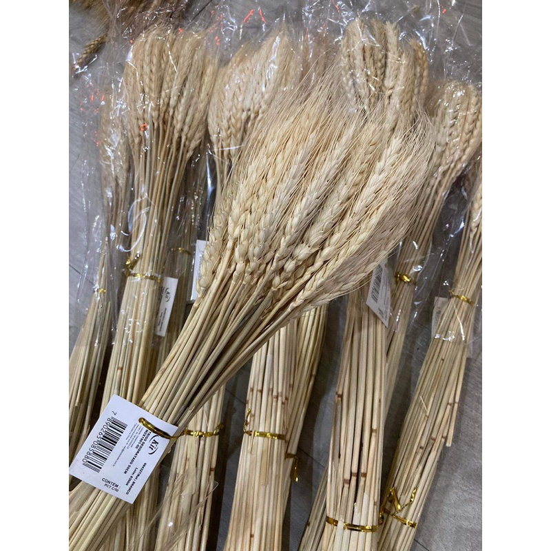 5 Hoa lúa mạch màu tự nhiên- Hoa khô decor trang trí nhà cửa Vingtage