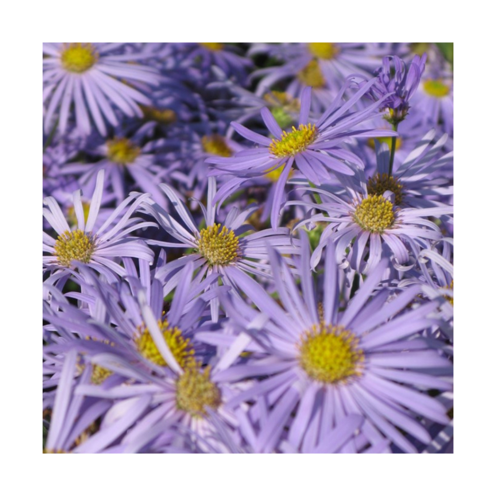 Canon PowerShot A710 IS