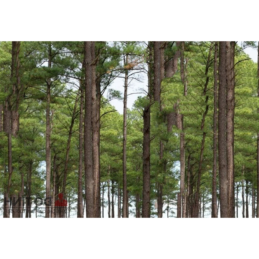Cây giống Thông caribe cây cao 35-45 cm  #cây_giống #cây_thông_caliber
