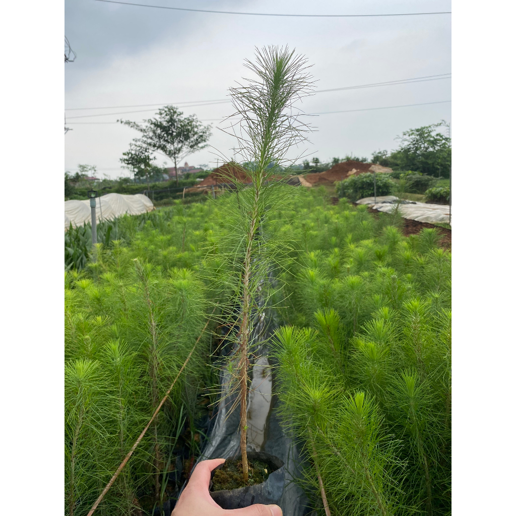 Cây giống Thông caribe cây cao 35-45 cm  #cây_giống #cây_thông_caliber