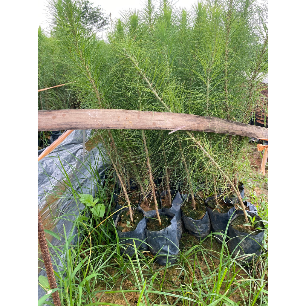 Cây giống Thông caribe cây cao 35-45 cm  #cây_giống #cây_thông_caliber
