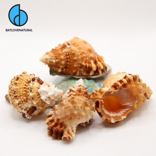 Vỏ ốc Tù Gai - Vỏ ốc mượn hồn - Vỏ ốc trang trí nhiều kích thước nhỏ vừa lớn