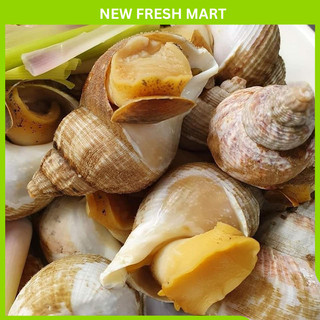 Ốc bulot pháp đông lạnh - 500 gram