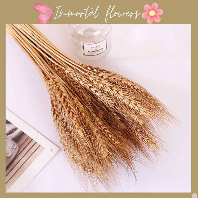 5 Hoa lúa mạch màu tự nhiên- Hoa khô decor trang trí nhà cửa Vingtage