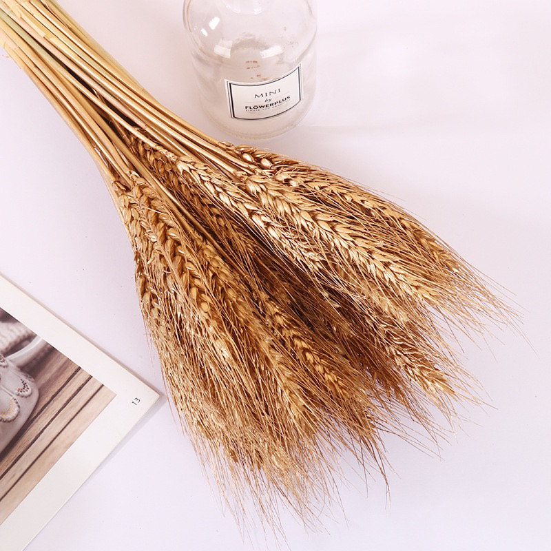 5 Hoa lúa mạch màu tự nhiên- Hoa khô decor trang trí nhà cửa Vingtage