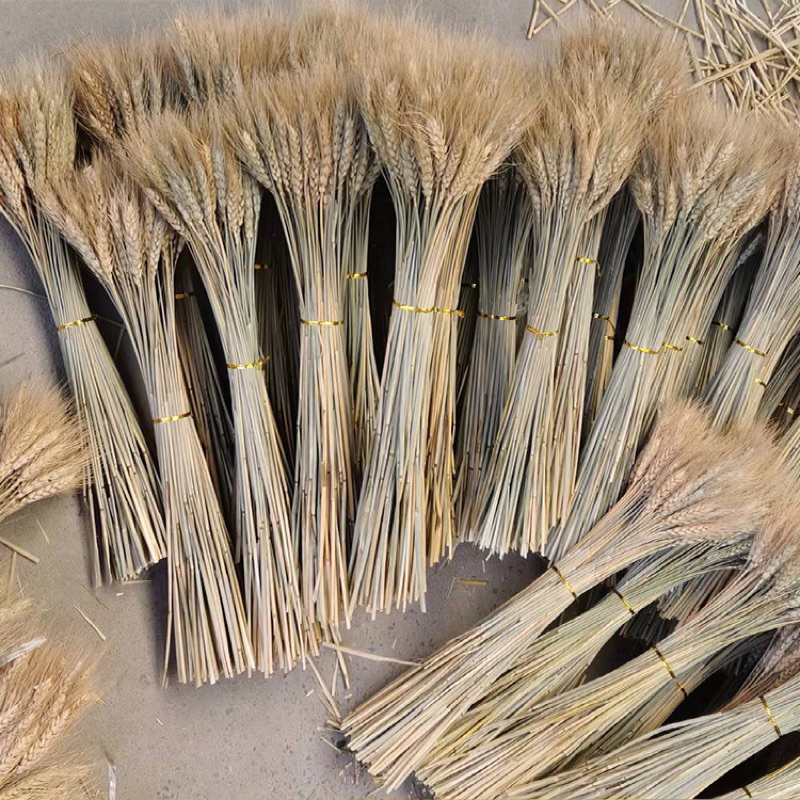 5 Hoa lúa mạch màu tự nhiên- Hoa khô decor trang trí nhà cửa Vingtage