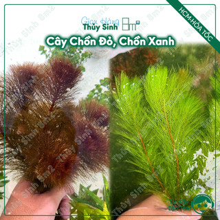 5 ngọn chồn đỏ, chồn xanh | cây thủy sinh không co2, hậu cảnh, cắt cắm | 8m2