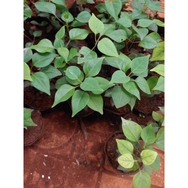 Cây giống lá giang