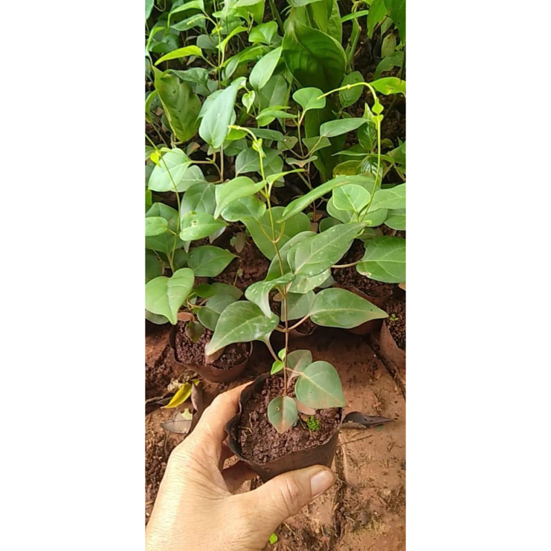 Cây giống lá giang