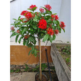 Mẫu đơn đỏ , mẫu đơn mỹ thoát thân 1.2m