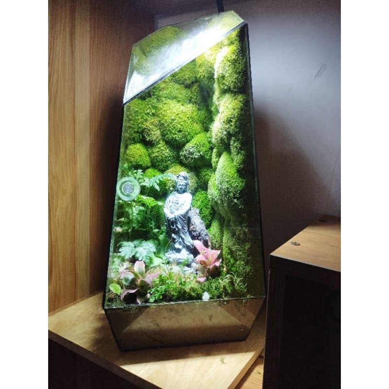 Đất kết dính dán tường rêu 250g, sỉ inb