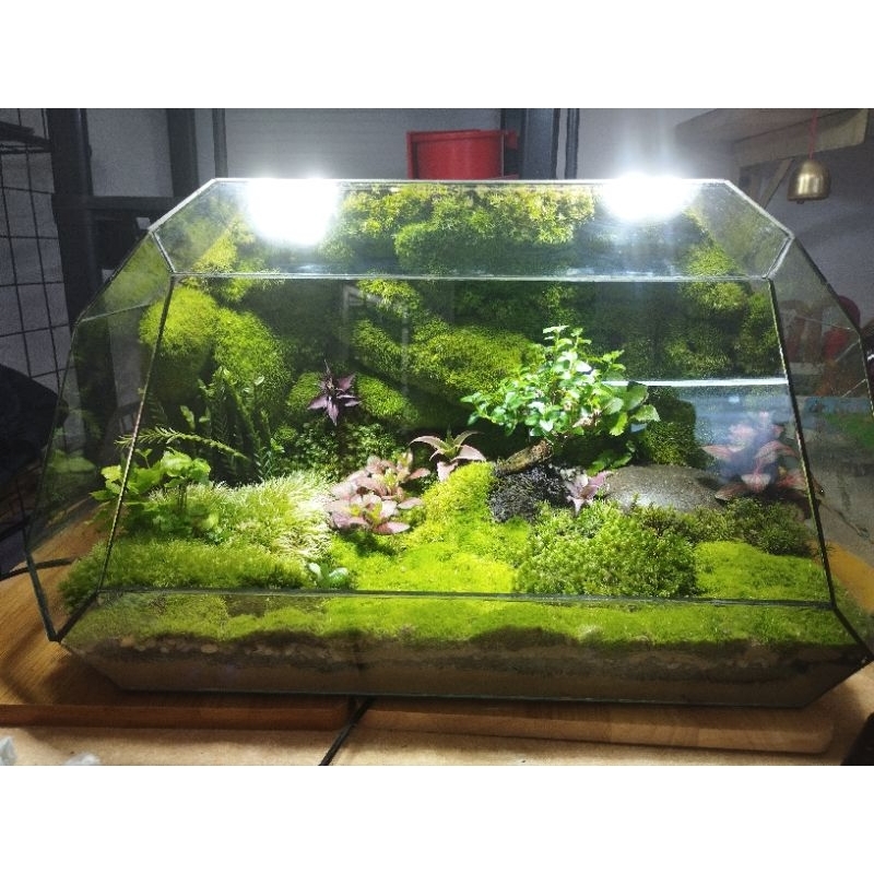 Đất kết dính dán tường rêu 250g, sỉ inb