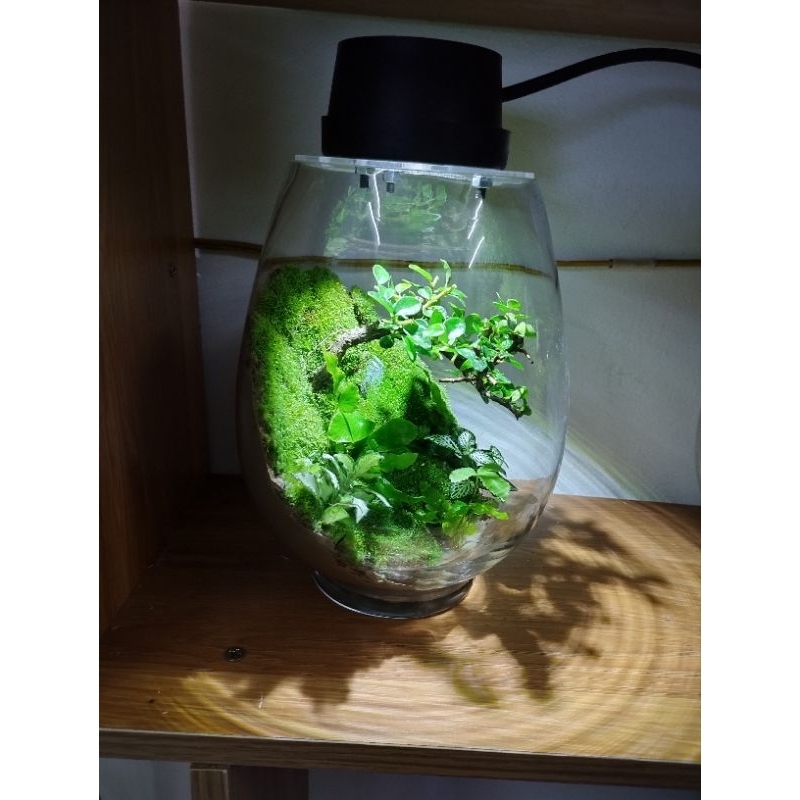 Đất kết dính dán tường rêu 250g, sỉ inb