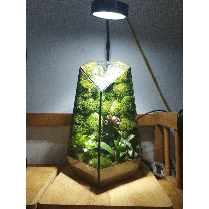 Đất kết dính dán tường rêu 250g, sỉ inb