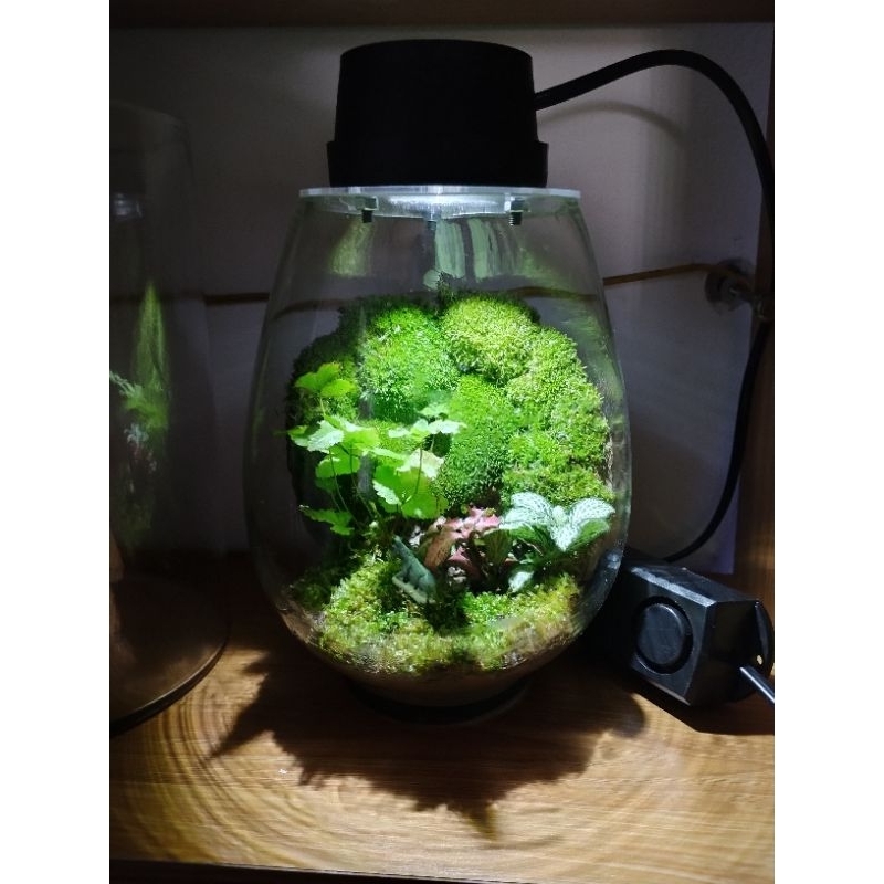 Đất kết dính dán tường rêu 250g, sỉ inb