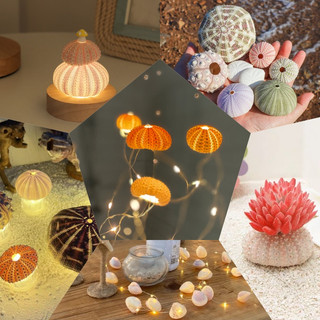 Vỏ ốc biển, vỏ sò, sao biển, nhím biển tự nhiên 100% trang trí bể cá, làm đồ handmade, decor