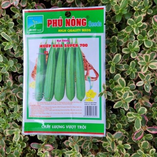 Hạt giống mướp khía
