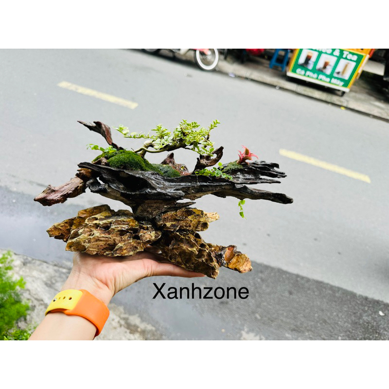 Gỗ trồng cây, lũa gỗ miếng, nhiều vân, gỗ làm tiểu cảnh.