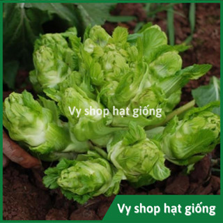  Hạt giống rau cải mầm đá gói 1000 hạt 