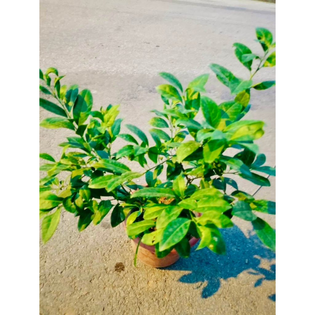 Cây chanh ta ăn lá ăn quả cao 40-50cm