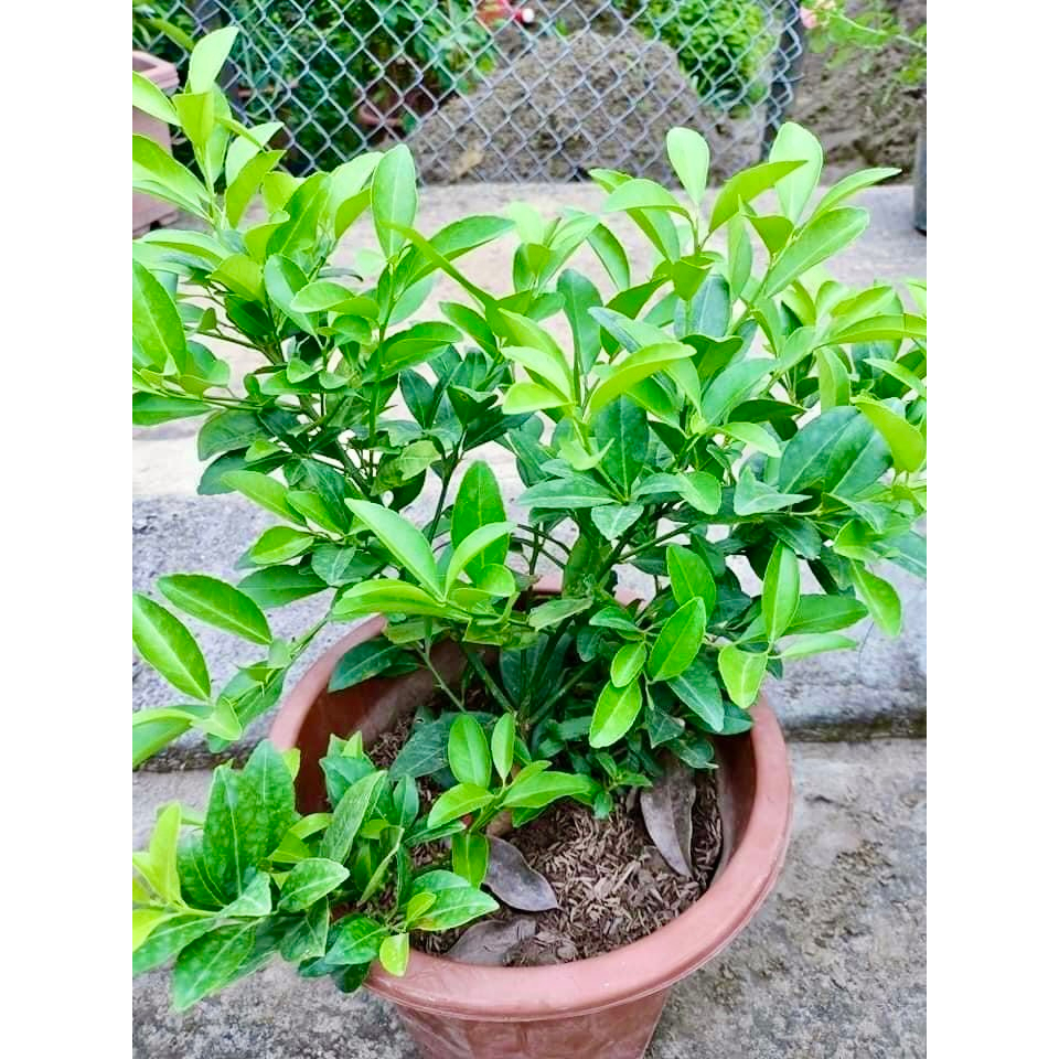 Cây chanh ta ăn lá ăn quả cao 40-50cm