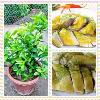 Cây chanh ta ăn lá ăn quả cao 40-50cm