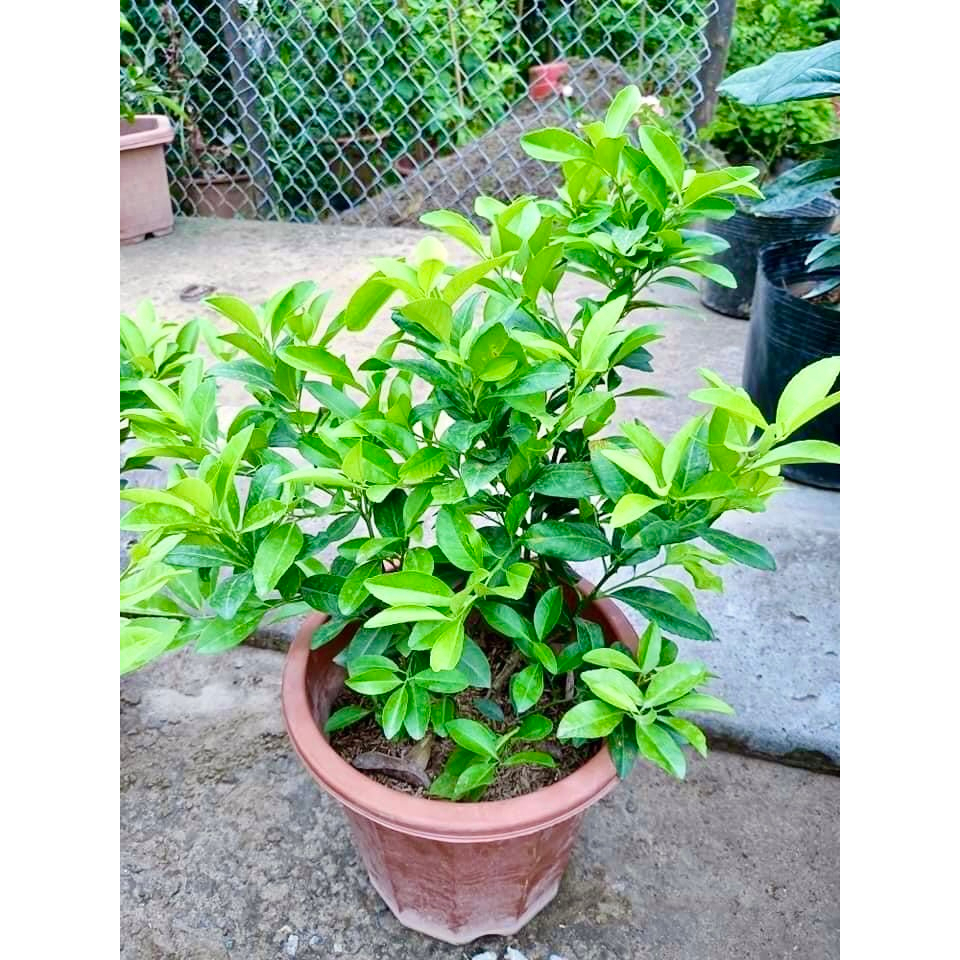 Cây chanh ta ăn lá ăn quả cao 40-50cm