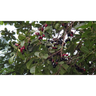Cây Trâm giống [ cây thân gỗ, mang vẻ đẹp hoang dã và thường mọc dại ven rừng ]
