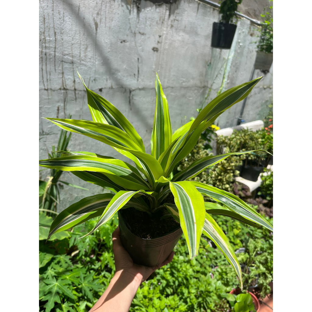 Cây Phát Tài Mỹ size nhỏ để bàn
