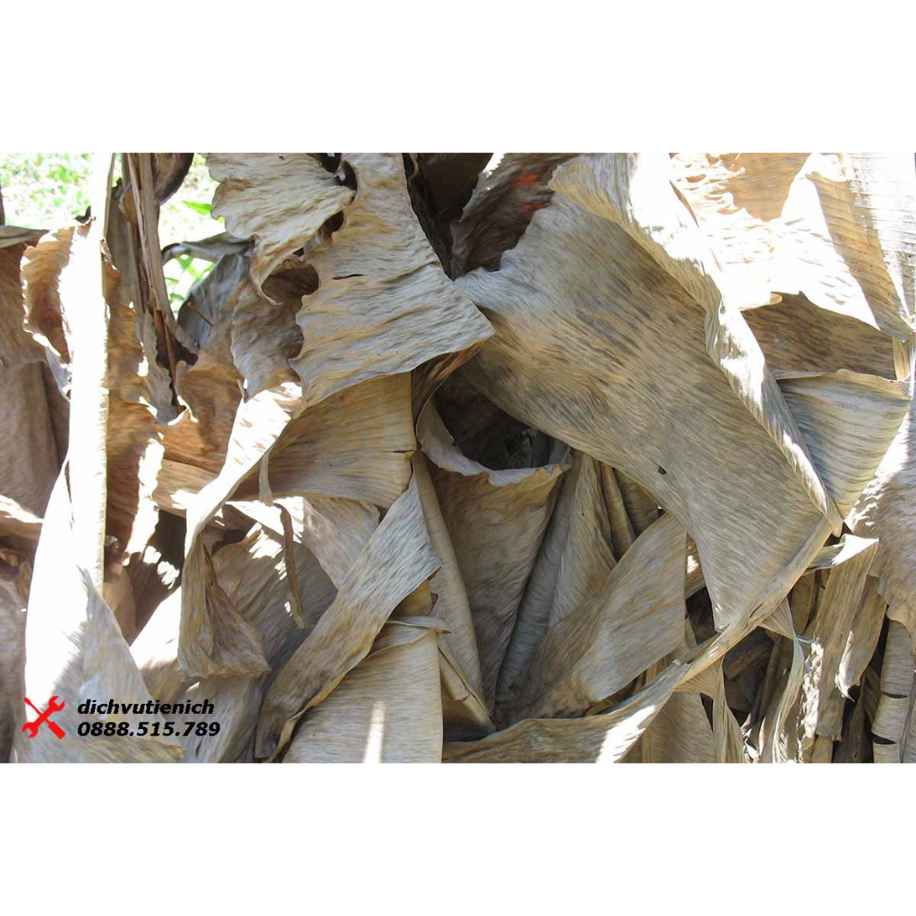 Lá Chuối Khô 1kg, 500gr, 200gr sạch đẹp dùng gói bánh