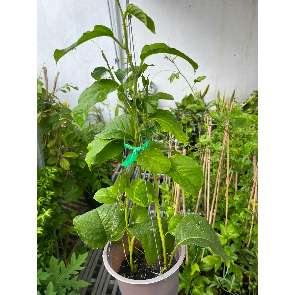 Cây giống Dưa Tây, Cây Dưa Gang Tây dạng dây leo, cây khỏe sai trái, năng suất cao