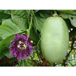 Cây giống Dưa Tây, Cây Dưa Gang Tây dạng dây leo, cây khỏe sai trái, năng suất cao